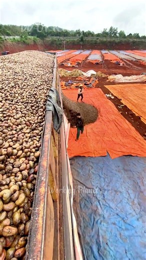 Truck Releases TONS Of Cashews Fast 🚚