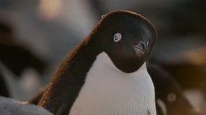 Penguins Trailer Original