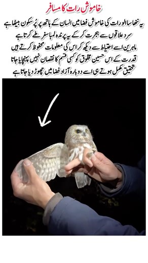 Silent Night Traveler#shortsfeed