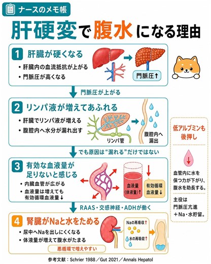 肝硬変で腹水になる理由