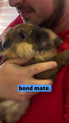 Who are you to your rabbit?