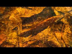 Wasserkelche (Cryptocoryne) und Betta foerschi -DIscoveryPlanet-