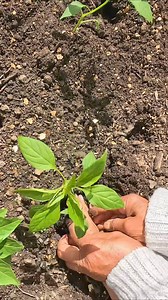 190K views · 5.3K reactions | Tanam sayur dengan mak | Naz Lifestyle | Facebook