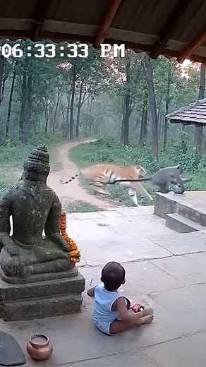 135 reactions | Mother & Monkey Team Up to Save Child From Tiger! ❤️ #Tiger #Rescue #CCTV | Khooffun | Facebook