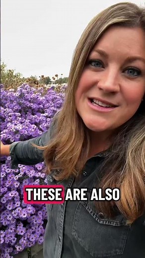 ‘Kickin’ Purple’ Aster absolutely lighting up the fall garden! 💜