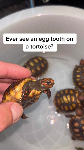 Baby Tortoises: Breaking Through with Sharp Teeth