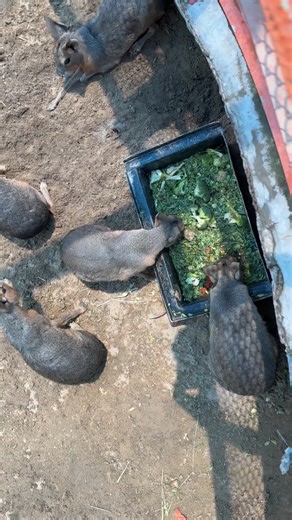 Patagonian Mara – The Rabbit That Isn’t a Rabbit 🐇❌