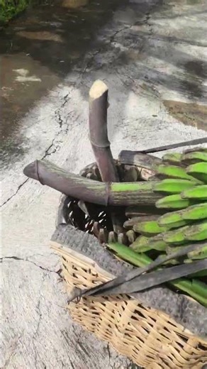 4 tandan,09.00 8 spril 26