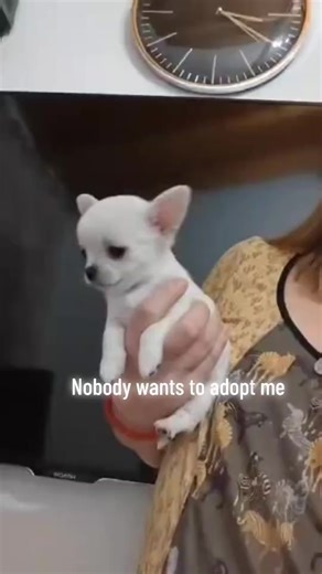 Free Chihuahuas puppies (@available.teacups)’s videos with original sound - Free Chihuahuas puppies