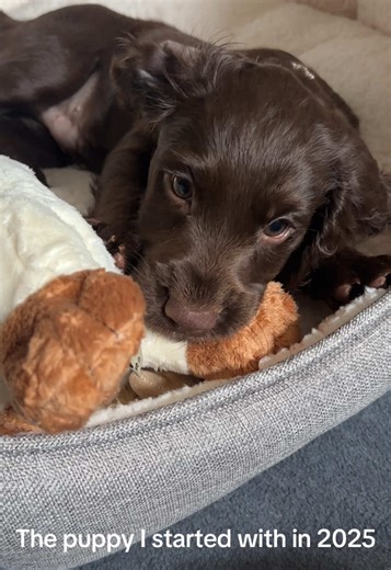 Puppy Jasper gets me so emotional, he’s changed my life ❤️ Cocker spaniel puppy life puppy training pupfluencer new puppy cocopup @cocopupuk spaniels Dog photography cute puppy boy dog mum parent #cockerspanielpuppy #cockerspaniel #souldog #cutepuppy #womansbestfriend