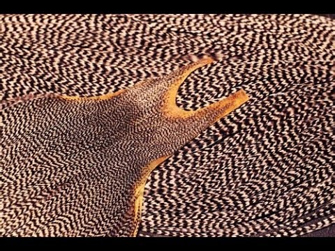 Fly Tying Materials #1 - Chicken Feathers