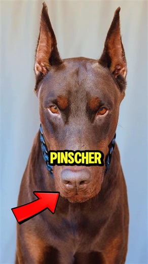 Top5 Best Dog Breeds In America That Can PROTECT Your family 🇺🇸🐕 #pets #dogs #shorts