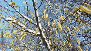 Tree branches in the winter forest.