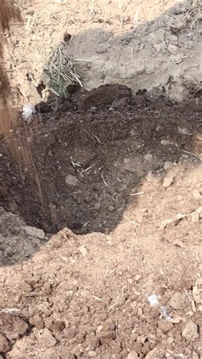 10K views · 271 reactions | Best way for planting!! | JJ Idea Pasumai Bhoomi | Facebook