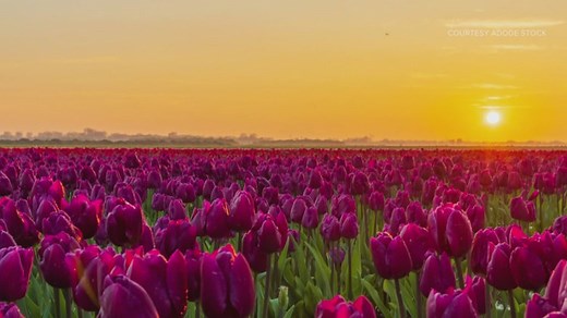 How to plant tulips for a glorious spring show