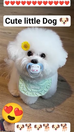 #dog #dogs #funny #foryou #pets #animals #cute #trending #respect #humanity #love #viral #fyp #yt