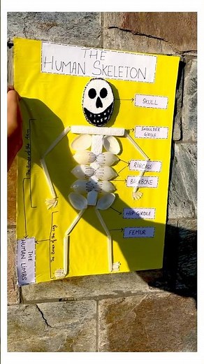 The Human Skeleton system/Science school project/3D model on human Skeleton/3D school project model