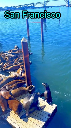 Why Sea Lions are called Ocean Dogs? #seal #sealions #ocean