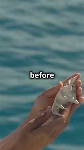 The Hidden Dangers of Collecting Seashells