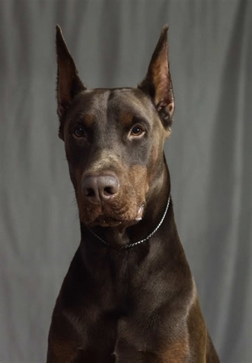 Understanding Doberman Pinscher Behavior