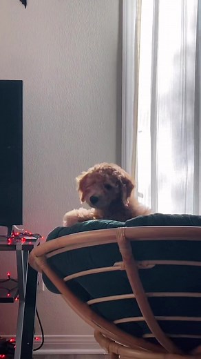 Hi! I’m Juno the Goldendoodle! #lifewithjuno