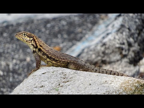 The curly tailed lizard invasion!