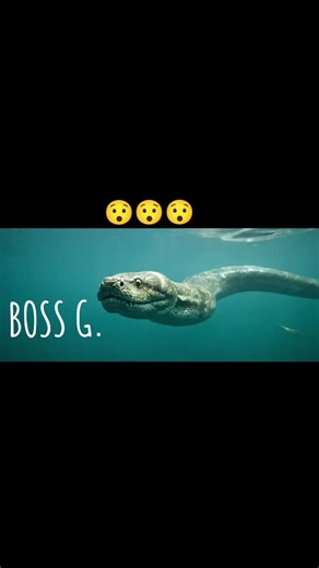 Exploring Anacondas in the Amazon River