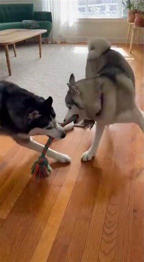 Husky Tug-of-War: Playful Paws in Action!