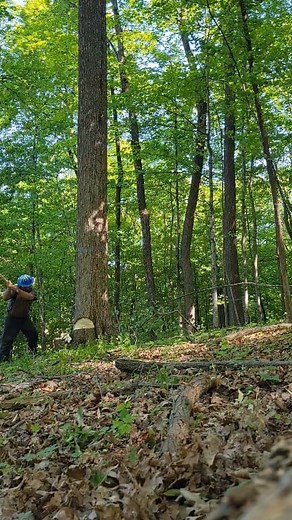 🌳Timber Fallin' Friday🌳Choppin' and Droppin'! How I Like to Cut my First Tree of the Day in Summer to Loosen Up! After this Last Week of Cold, I don't know which I Want More, -10 or 90? #rhplogging #sustainableharvesting #TimberHarvesting #logging #husqvarna #Axe #axefalling #timberfalling | RHP Logging - Walnut & White Oak Specialists