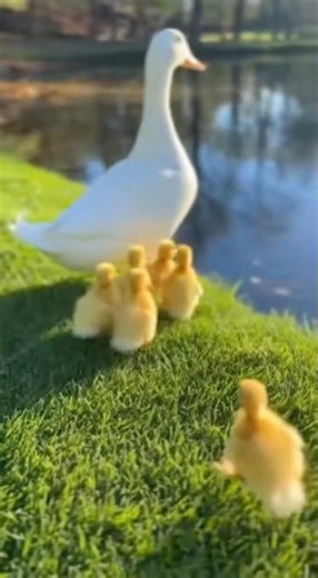 Baby Ducklings Following Mom to Water 🥺💛