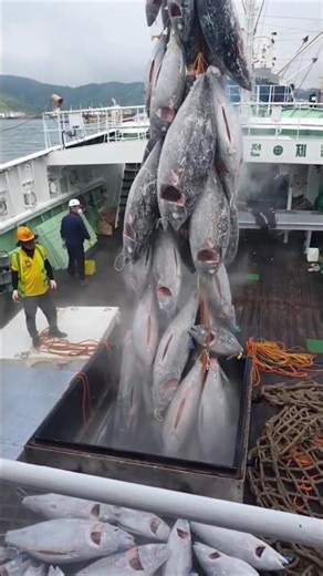 Tuna Fish 🐟 🐠 का क्या है सच्चाई ।। #shorts #facts #ytshorts