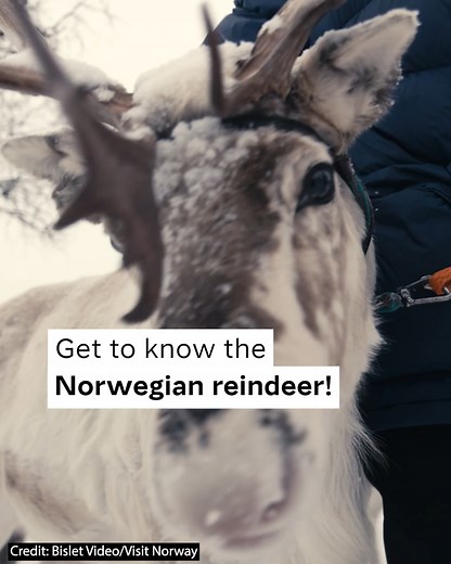 1M views · 5K reactions | Did you know that reindeer hooves adapt to different seasons? Watch for more reindeer facts from Norway! | Visit Norway | Facebook