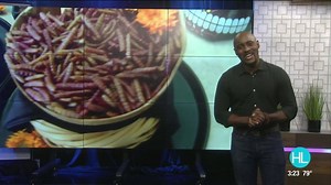 Eating bugs at one of Houston’s finest restaurants