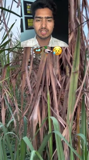 चिड़िया के अंडों वाली वायरल कहानी में आया बड़ा मोड़ 😳 #viralstory #saharanpur