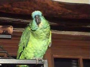 un perroquet inimitable