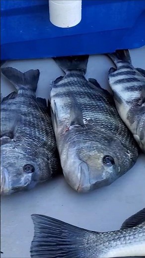 Sheepshead Fishing #fishing