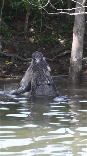 Nate, the king of the Daintree, showing the raw reality of life in the wild after a clash with a rival. In these ancient waters, survival is a display of pure, uncompromising power. To see Nate and the giants of the North for yourself, glide silently with Solar Whisper. Their solar-electric boats let you get close to the action without disturbing the peace. Experience the wild, responsibly. 🎥 @solar_whisper 📍 Daintree River, TNQ Search Solar Whisper and book the tour via the Port Douglas App. 