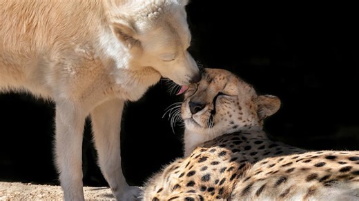 Cheetah and Dog Raised Together Make the Most Unlikely Besties