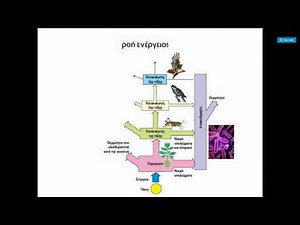 2 2 Οργάνωση και λειτουργίες του οικοσυστήματος – Ο ρόλος της ενέργειας