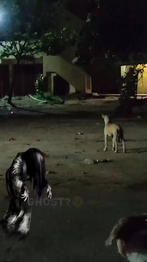 Real ghost - Can Dogs See Ghost?👻 #ghost #dogreaction #dogsixthsense #doginformation #dogoftheday #dogsofinstagram #dogs #puppy #dogghost #thapardogschool | Thapar Dog School