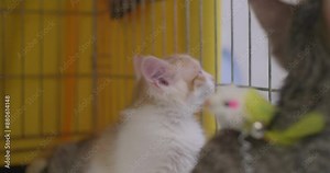 In a cage at the shelter, two kitten brothers are watching something with curiosity. Beautiful kittens play in a cage at an animal shelter. The concept of rescue and care for homeless animals.