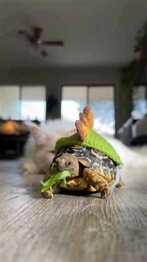 Cute Turtle Compilation 🐢