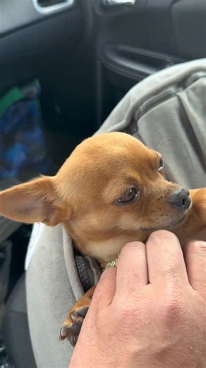 6.8K views · 515 reactions | Milton wheezing while he enjoys scratches 殺 #dog #doglover #pets #chihuahua #chihuahualove | miltonnkez | Facebook