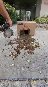 362K views · 3.1K reactions | On your marks... Get set... GO  17k bees in 60 seconds!. | Imágenes Bonitas | Facebook