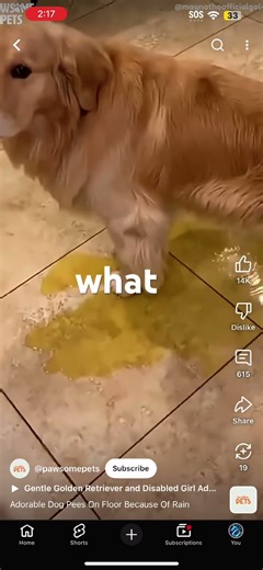 When the dog still pee over the floor