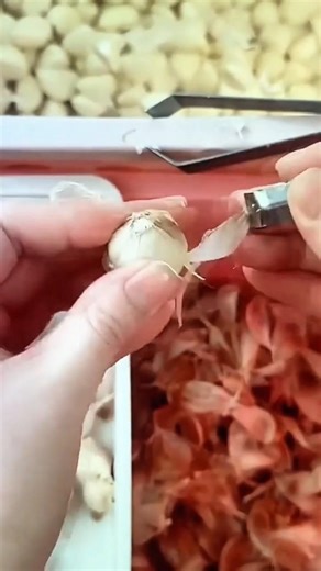 peeling the white garlic cloves on the table using a small metal tweezers tool for the activity