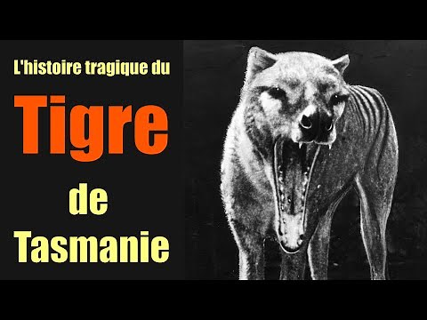 L'histoire tragique du tigre de Tasmanie