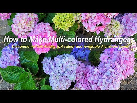 How to Make Multi-colored Hydrangeas/Key Factors Affecting Bloom Colors (如何种植花色五彩缤纷的绣球花)