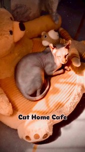 “Looks like an alien, cuddles like a baby 👽💖” | Cat Home Cafe