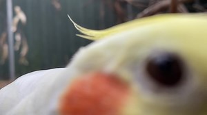 14K views · 4.7K reactions | Ground cam #bloopers... When you have the camera set up and filming but are then distracted by another bird. | Little Beaks | Facebook